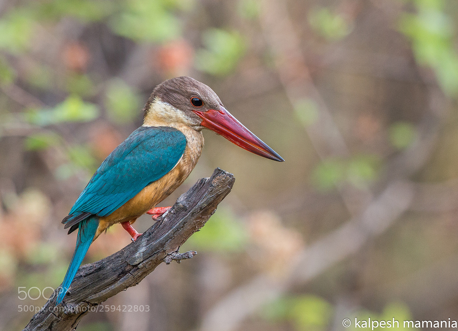 Canon EOS 70D sample photo. The stork-billed kingfisher. photography