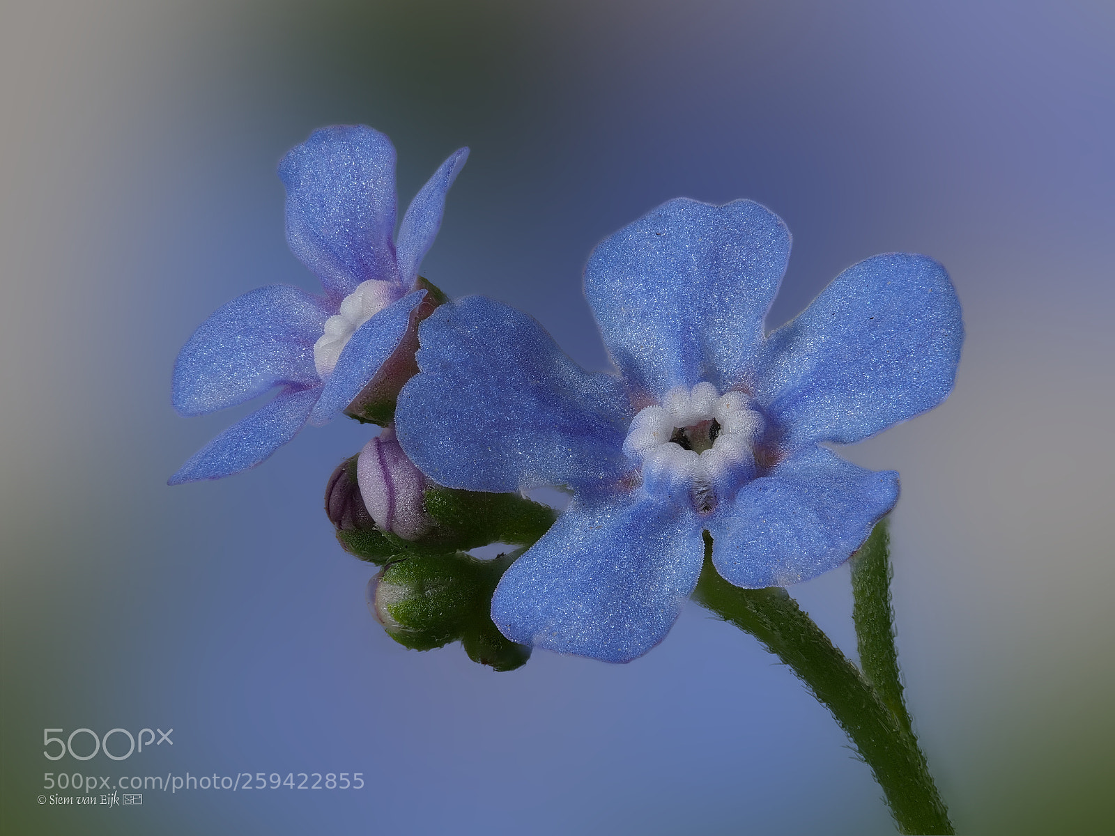 Olympus OM-D E-M1 Mark II sample photo. Forget me not (myosotis) photography
