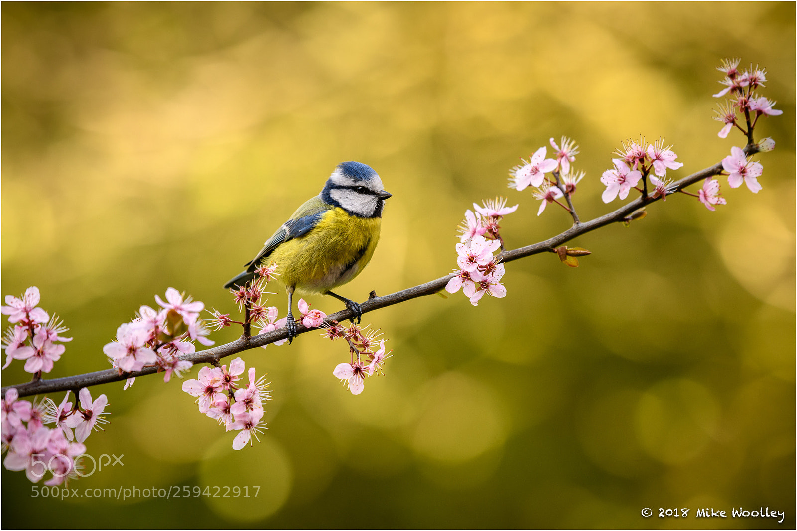 Nikon D850 sample photo. Blue tit photography