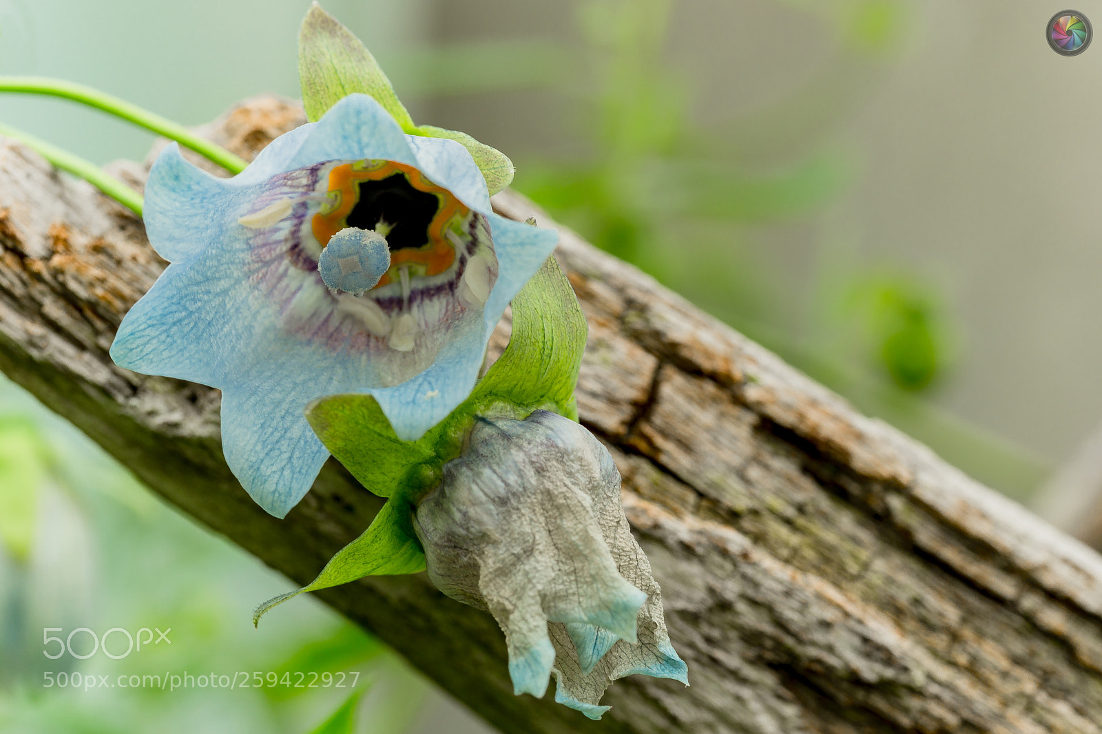 Sony SLT-A99V sample photo. Botanischen gartens st.gallen photography