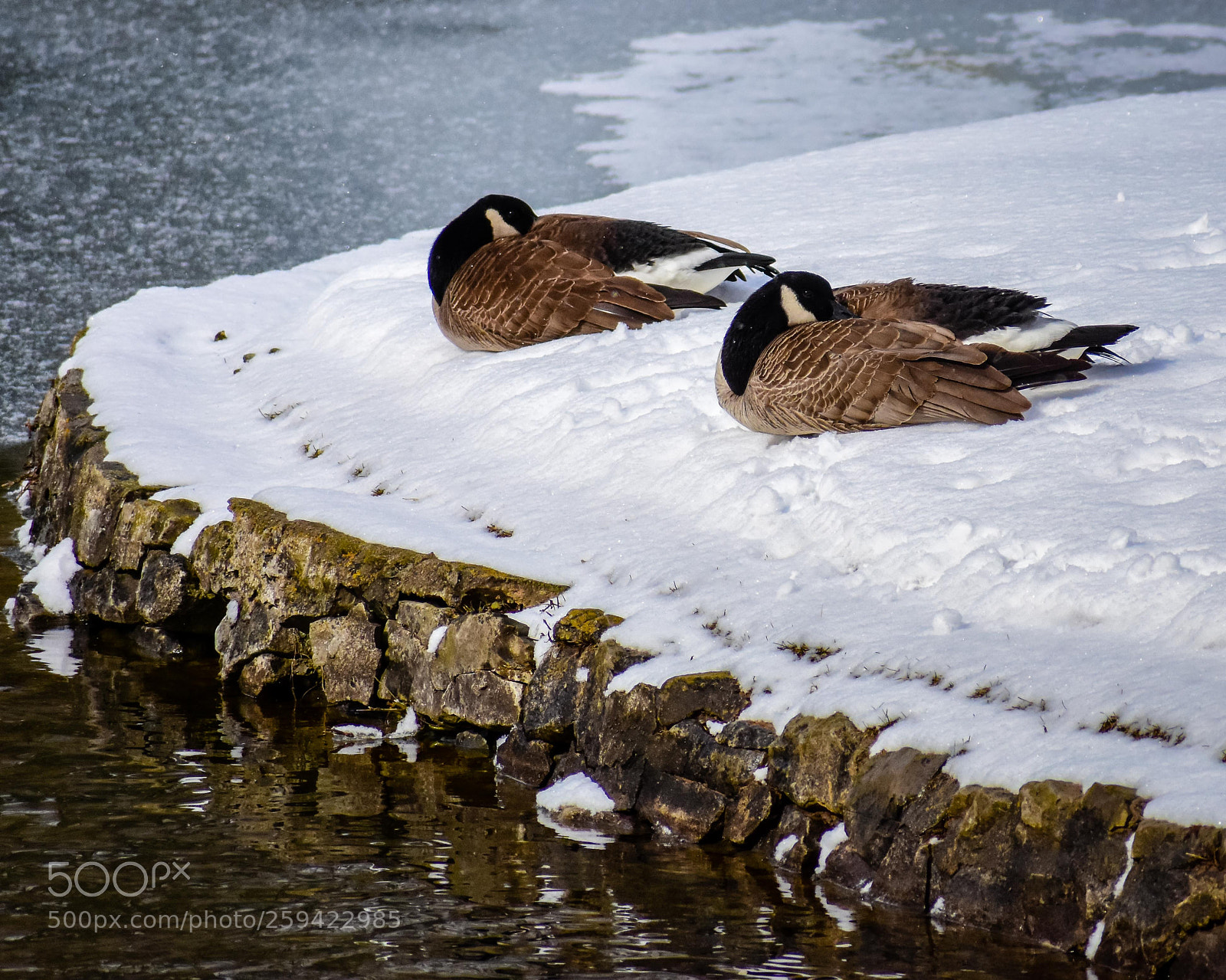 Nikon D7200 sample photo. Canadian geese photography