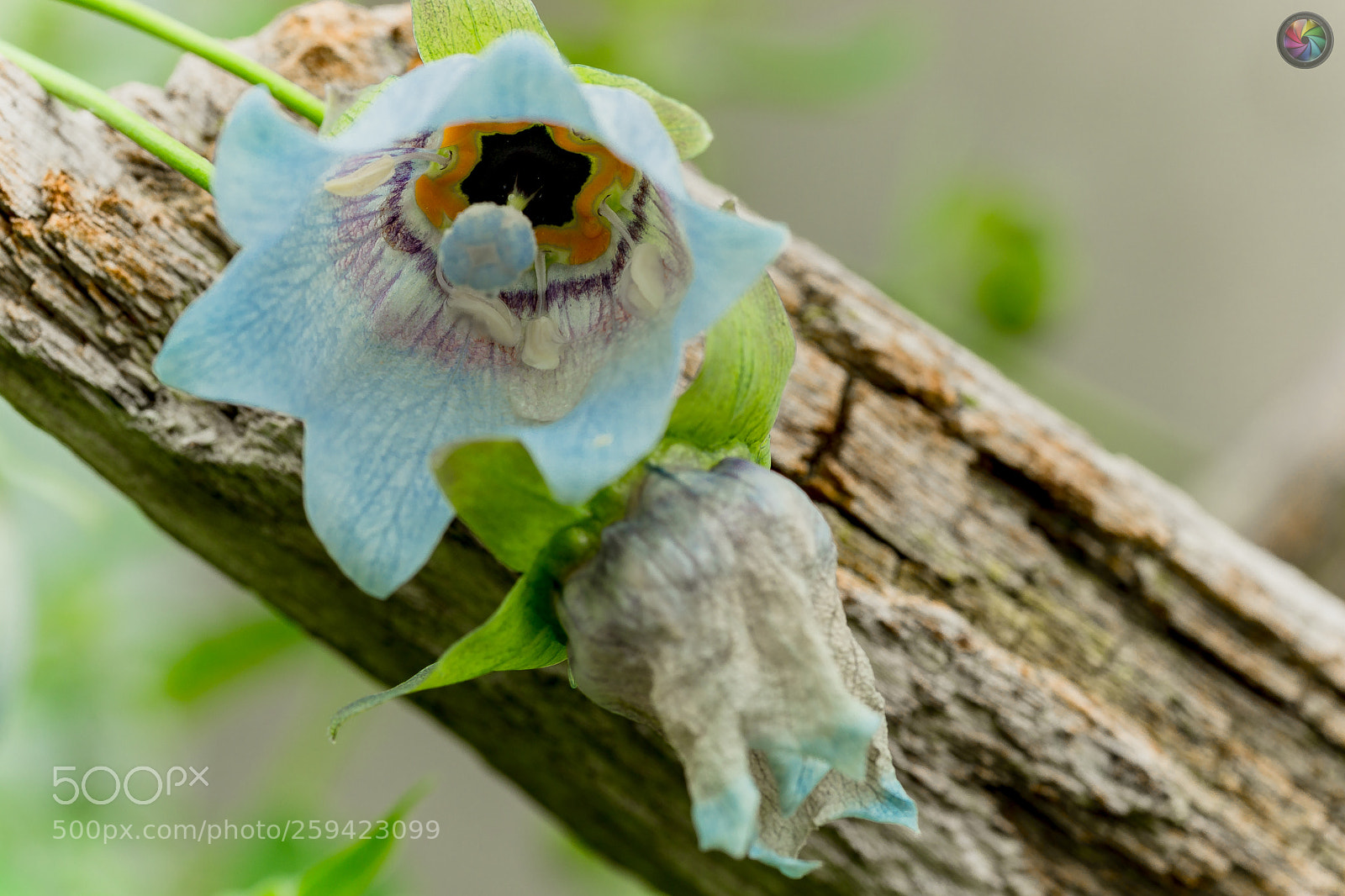 Sony SLT-A99V sample photo. Botanischen gartens st.gallen photography