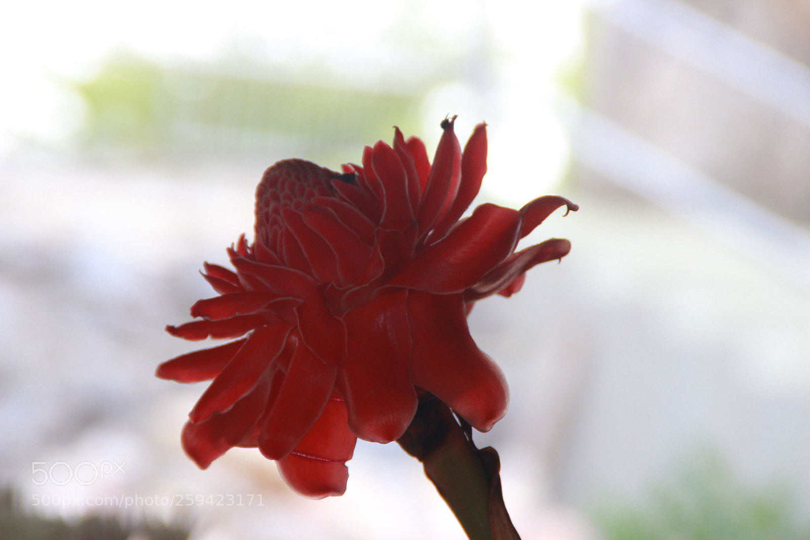 Canon EOS 600D (Rebel EOS T3i / EOS Kiss X5) sample photo. Untitled photography