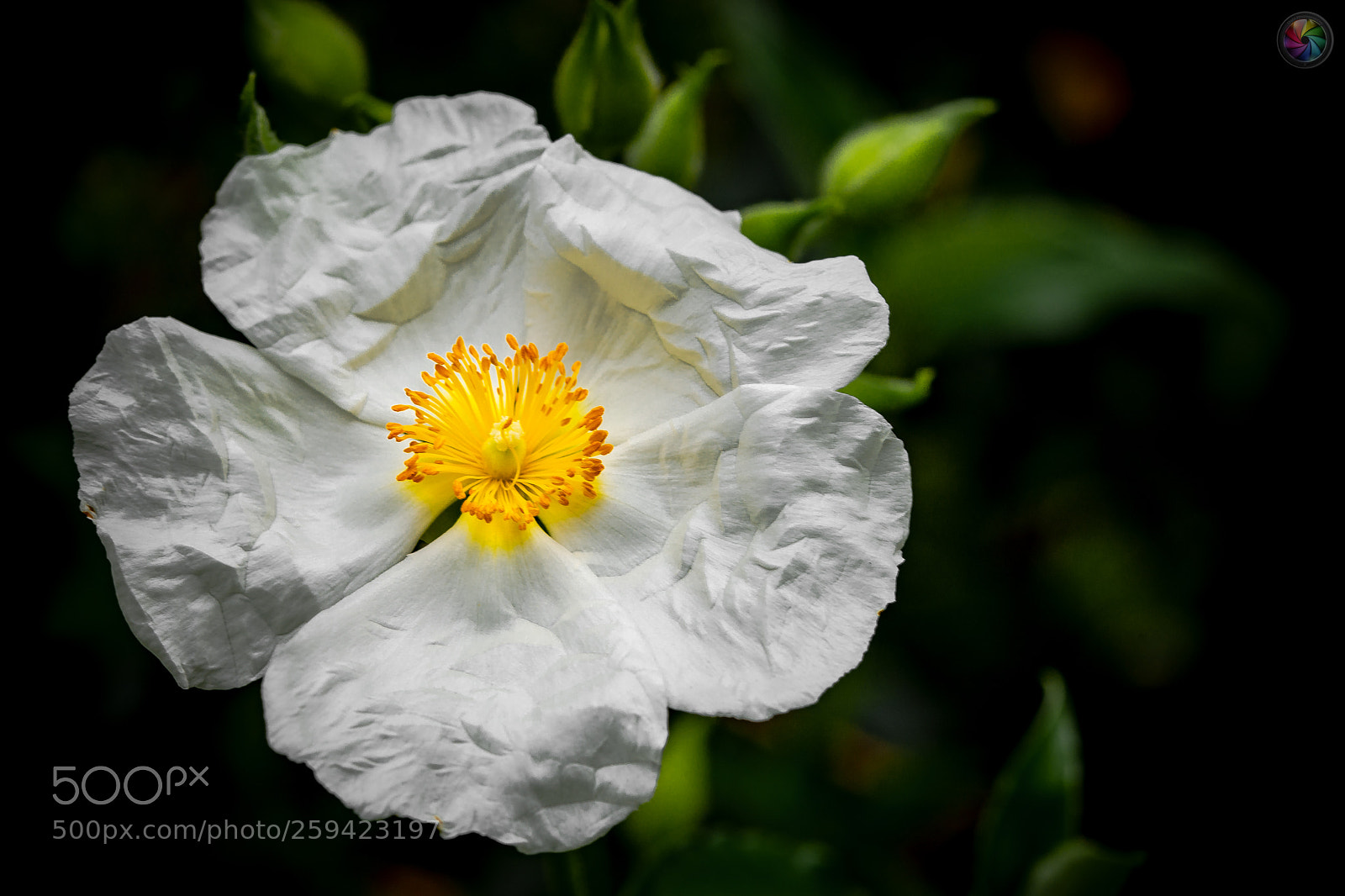 Sony SLT-A99V sample photo. Botanischen gartens st.gallen photography