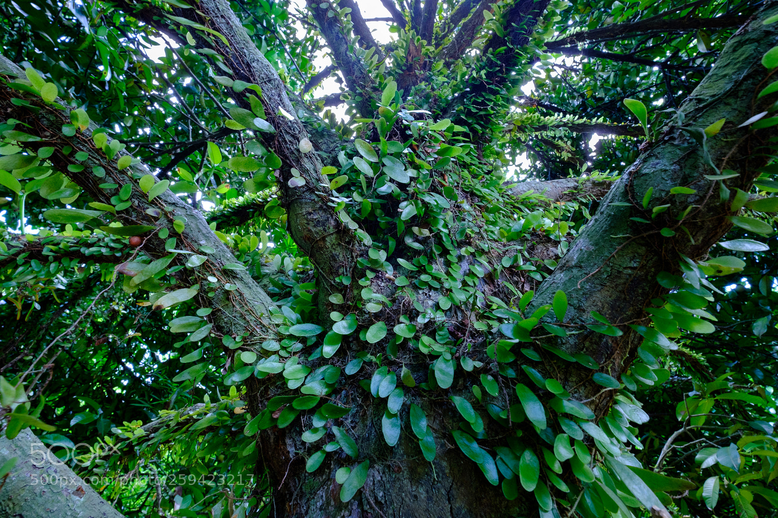 Fujifilm X-T2 sample photo. Fern on tree photography
