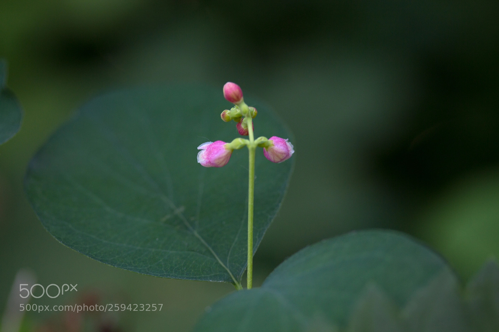 Canon EOS 700D (EOS Rebel T5i / EOS Kiss X7i) sample photo. Little bloomers photography