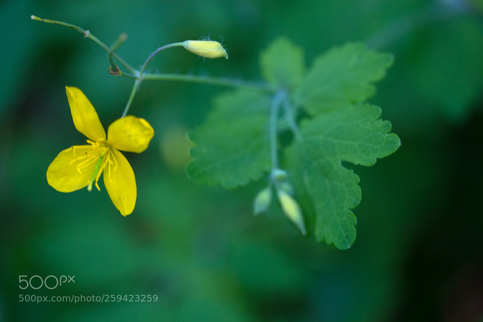 Canon EOS 700D (EOS Rebel T5i / EOS Kiss X7i) sample photo. Yellow bloomer photography
