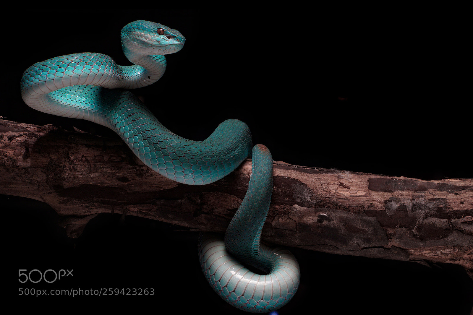 Sony a7 II sample photo. The blue viper photography