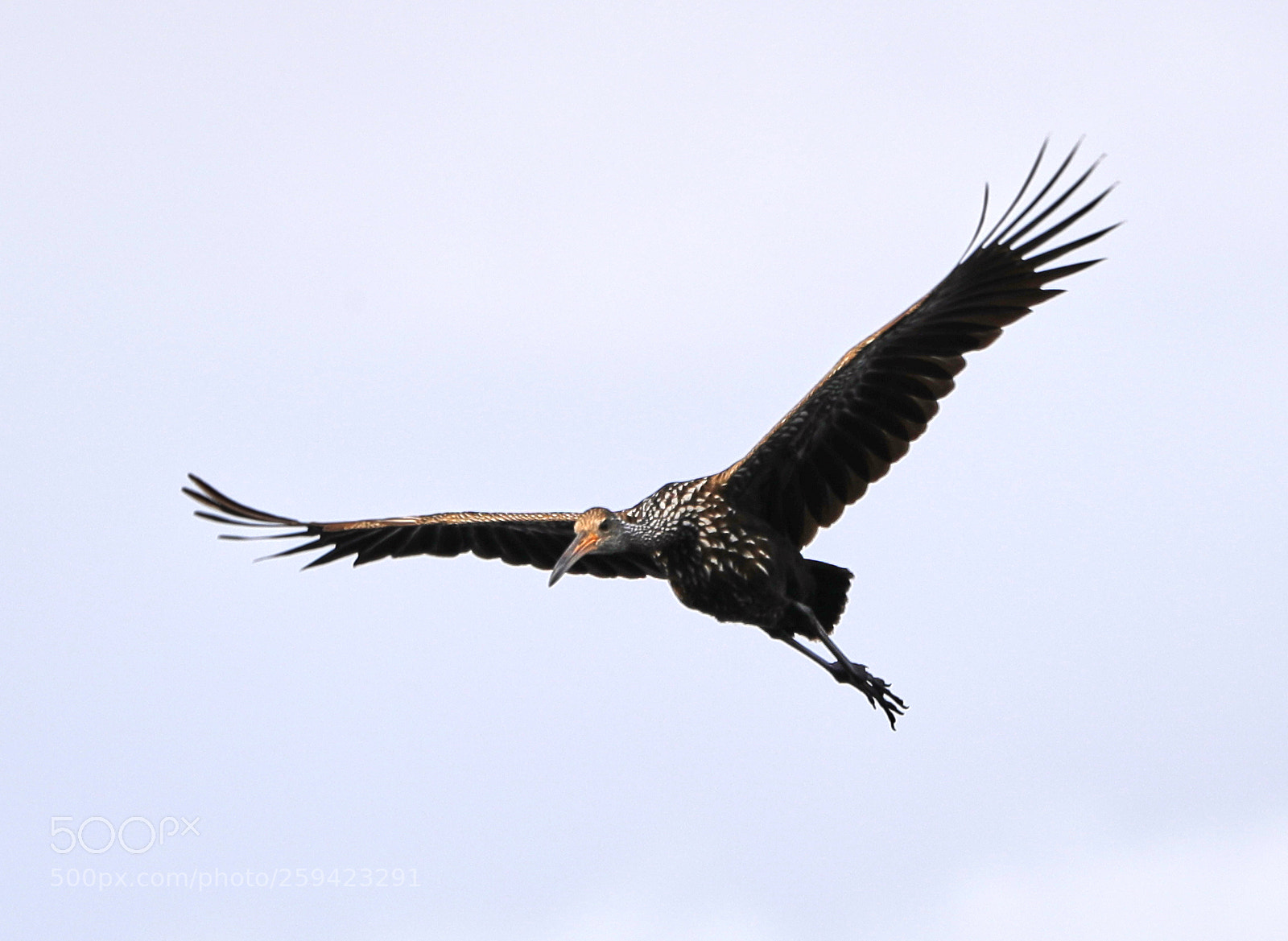 Canon EOS-1D X Mark II sample photo. 05-25-18-0019687.jpg photography