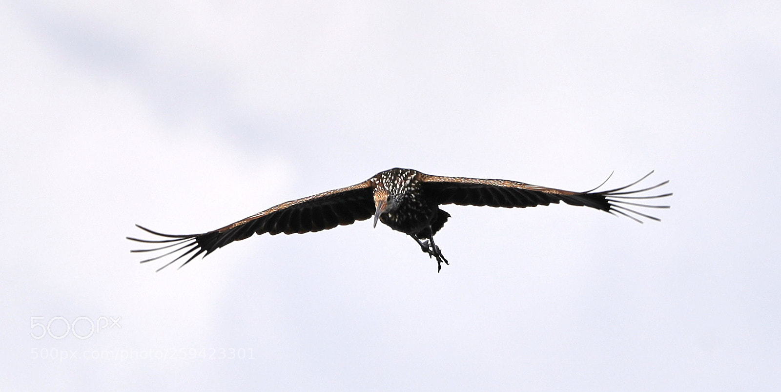 Canon EOS-1D X Mark II sample photo. 05-25-18-0019688.jpg photography