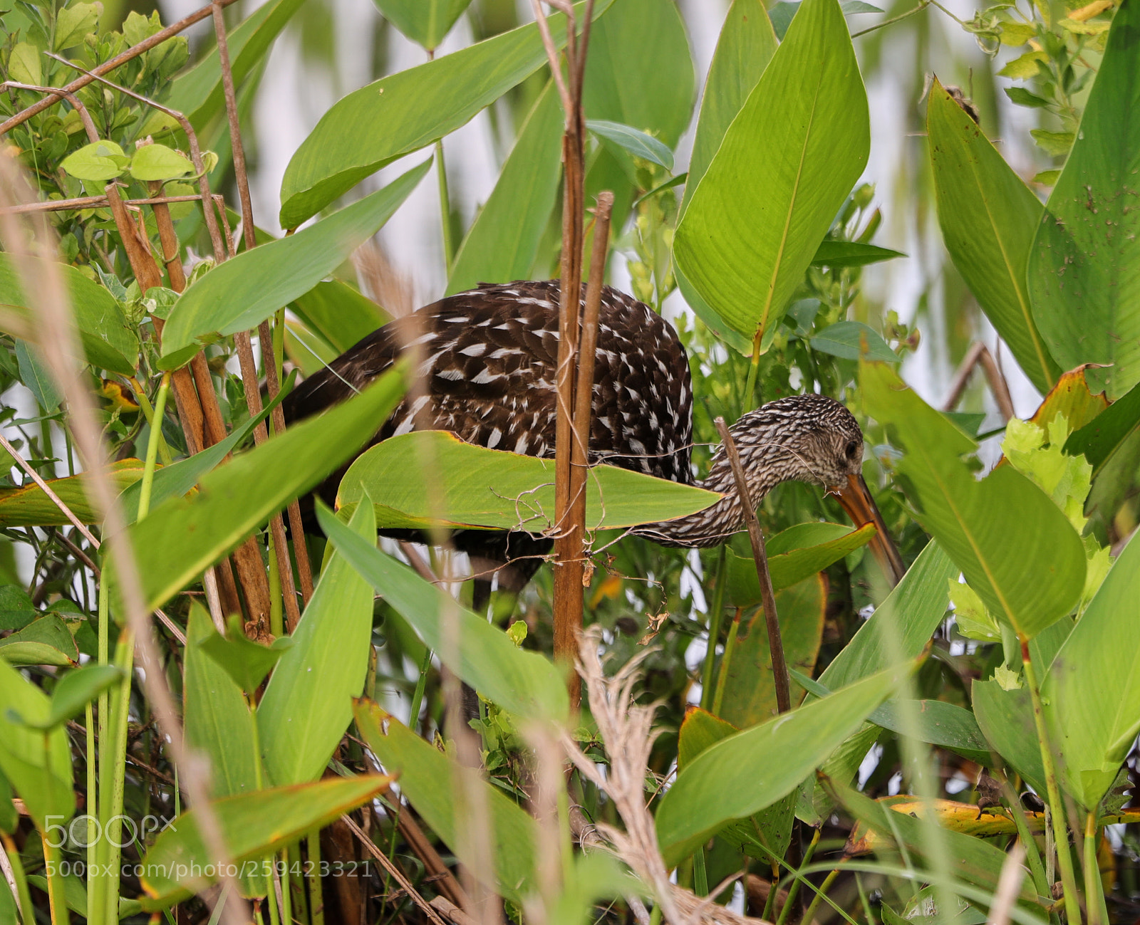 Canon EOS-1D X Mark II sample photo. 05-25-18-0019664.jpg photography