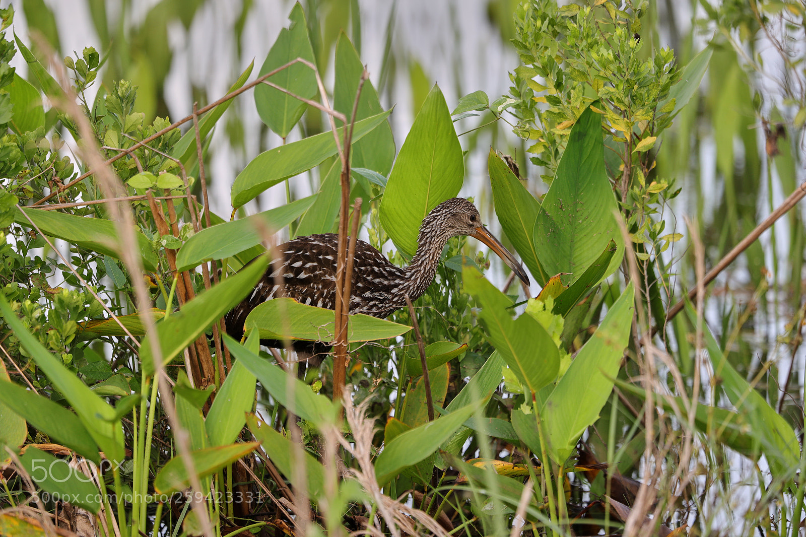 Canon EOS-1D X Mark II sample photo. 05-25-18-0019663.jpg photography
