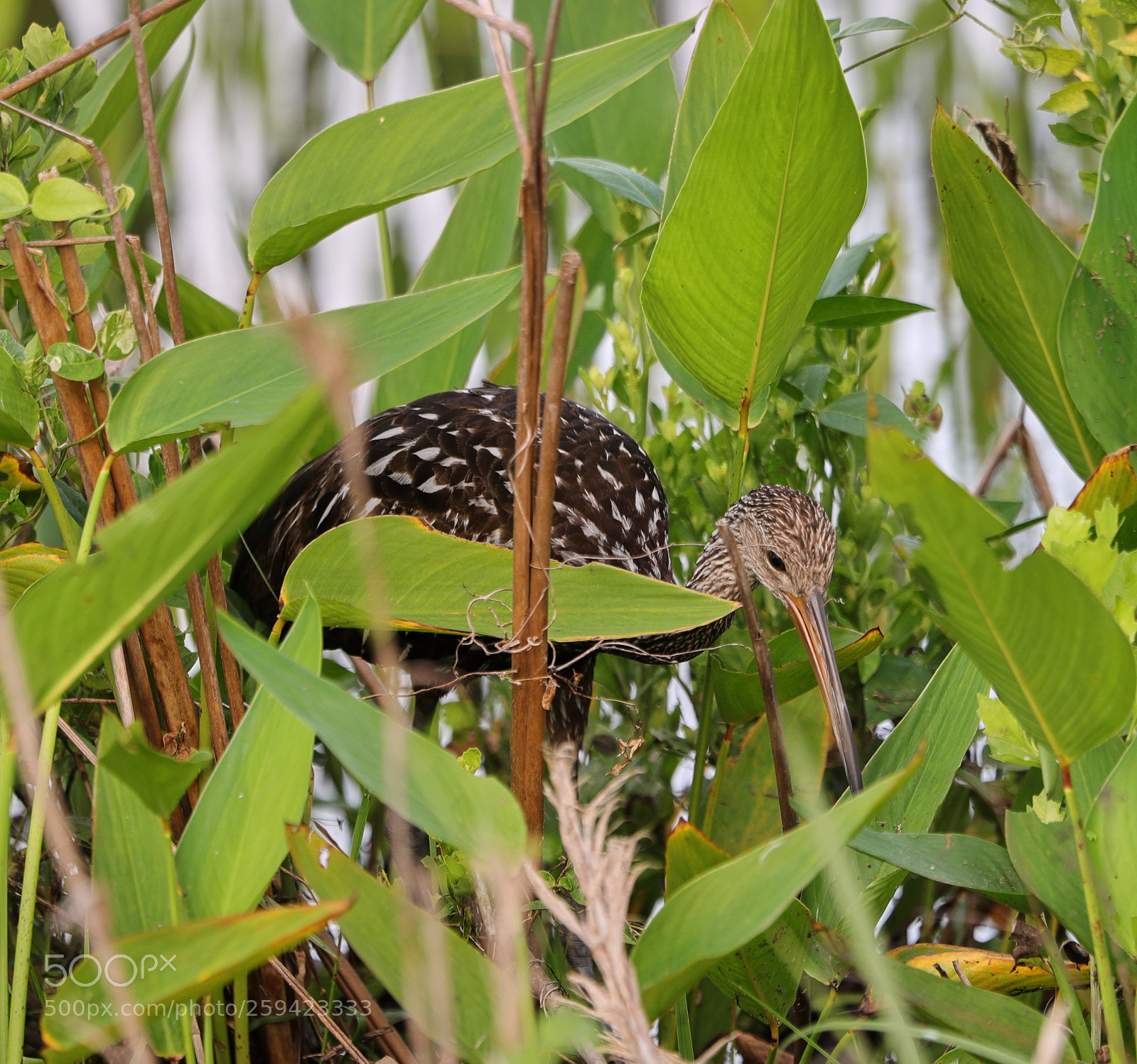 Canon EOS-1D X Mark II sample photo. 05-25-18-0019661.jpg photography