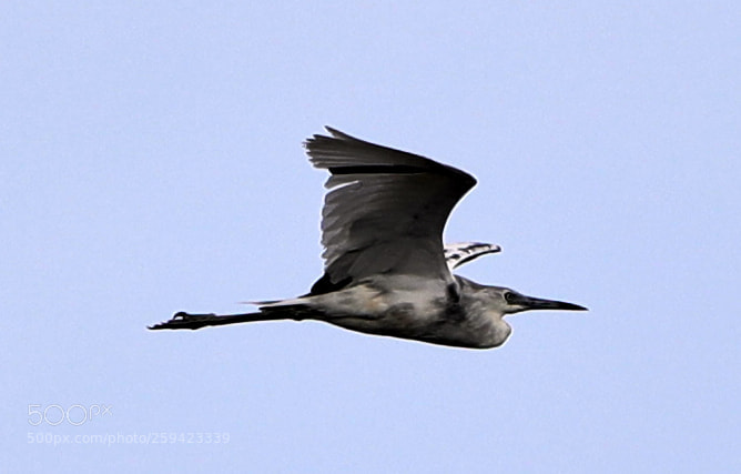 Canon EOS-1D X Mark II sample photo. 05-25-18-0019658.jpg photography