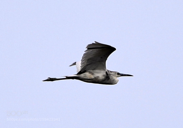Canon EOS-1D X Mark II sample photo. 05-25-18-0019657.jpg photography