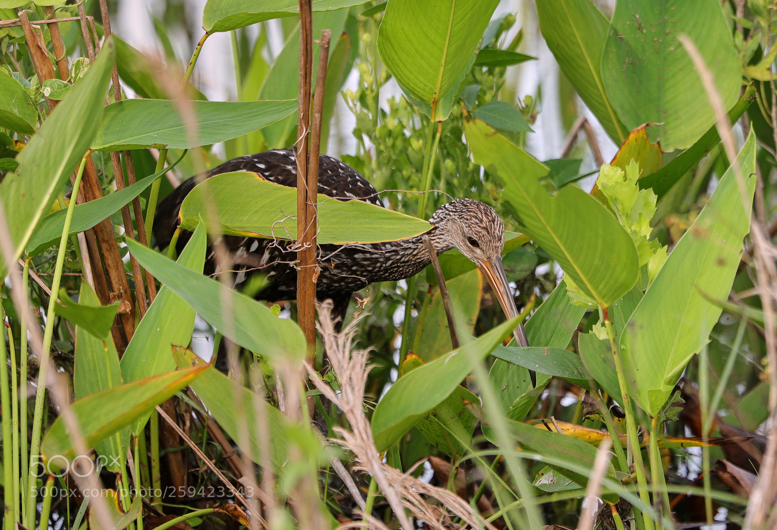 Canon EOS-1D X Mark II sample photo. 05-25-18-0019660.jpg photography