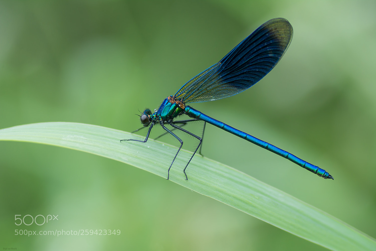 Nikon D7100 sample photo. Metallic blue photography