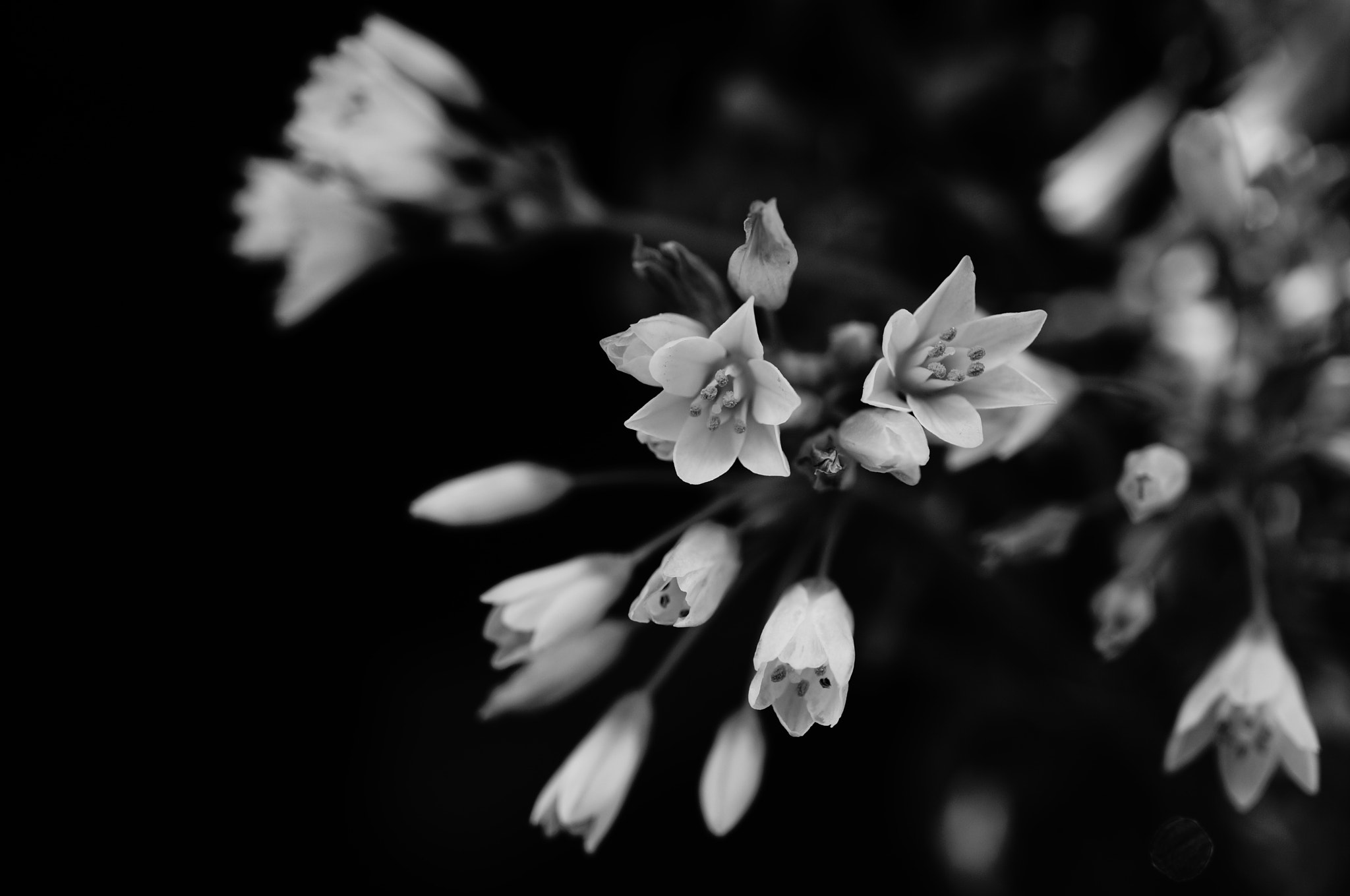 Sony Alpha NEX-5T sample photo. Little flowers in monochrome photography