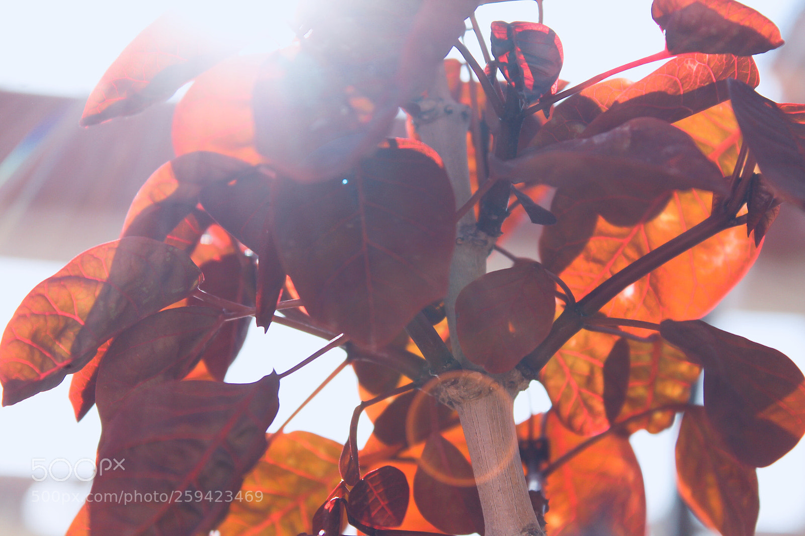Canon EOS 1100D (EOS Rebel T3 / EOS Kiss X50) sample photo. Red tree leaves  photography