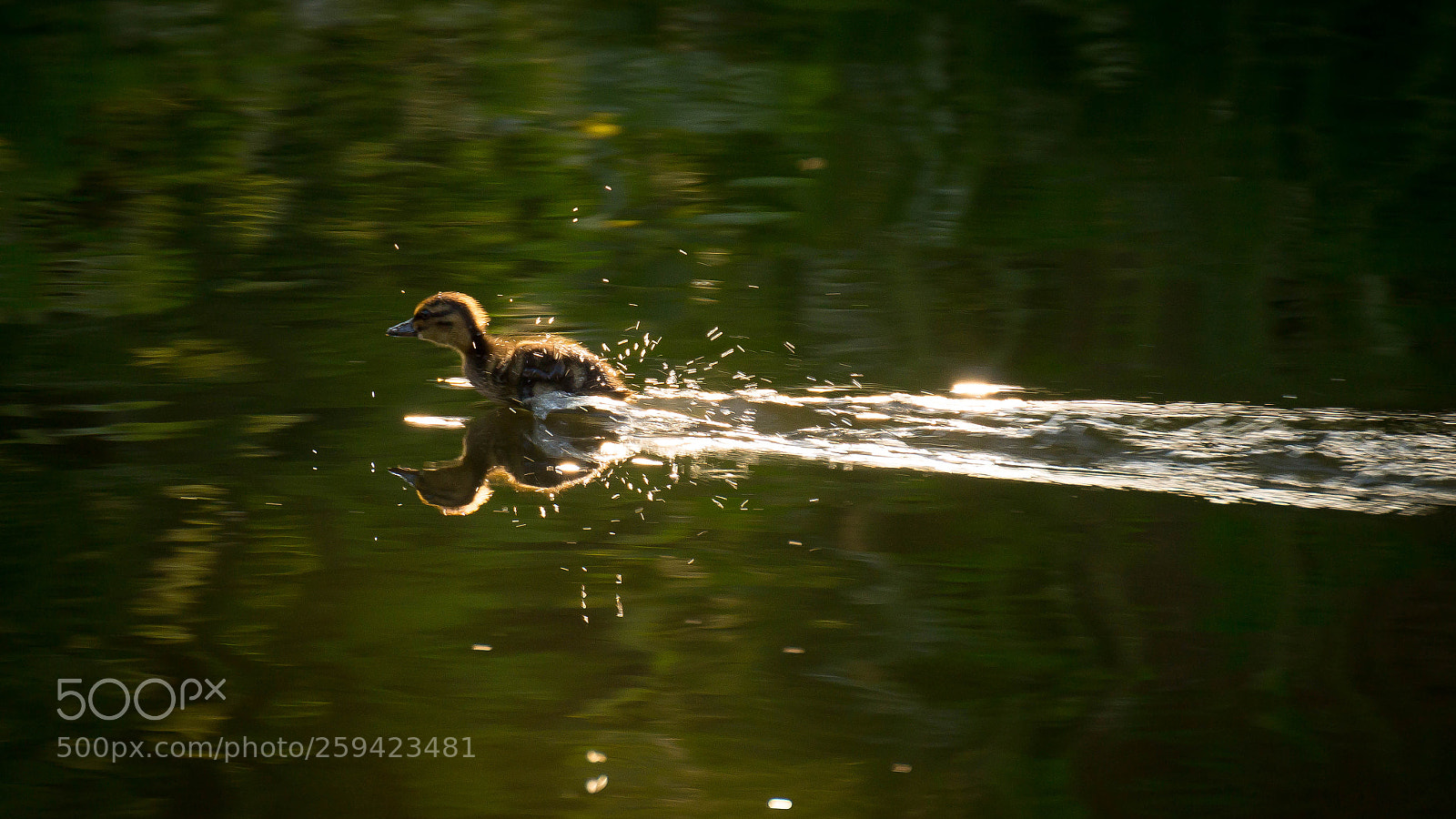 Sony SLT-A58 sample photo. Turboduck photography