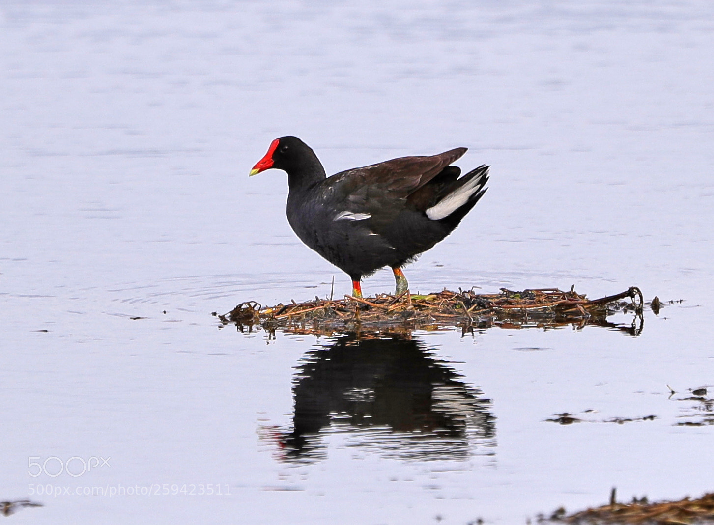 Canon EOS-1D X Mark II sample photo. 05-25-18-0019653.jpg photography