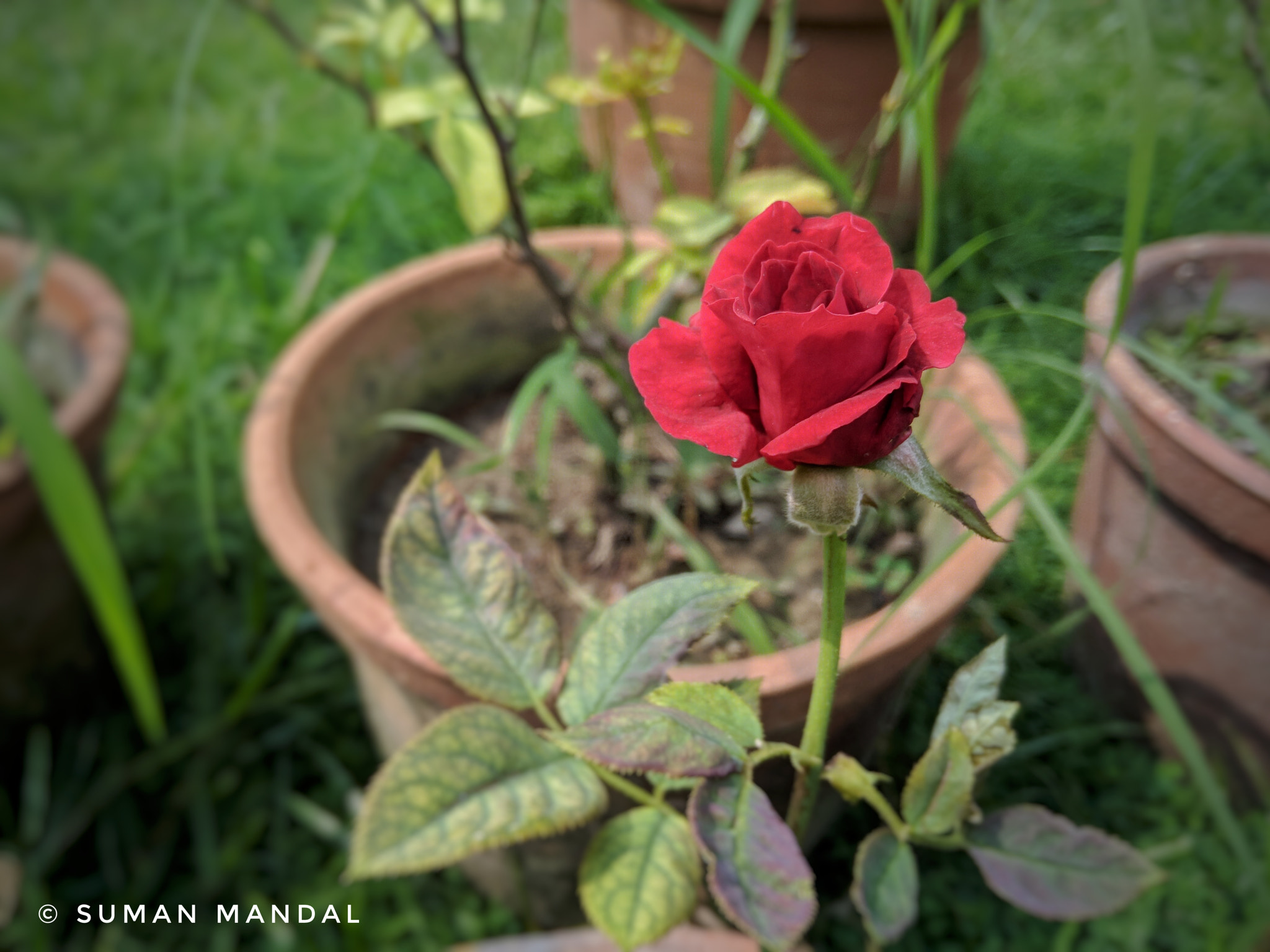 Xiaomi Redmi 5A sample photo. No one cares photography
