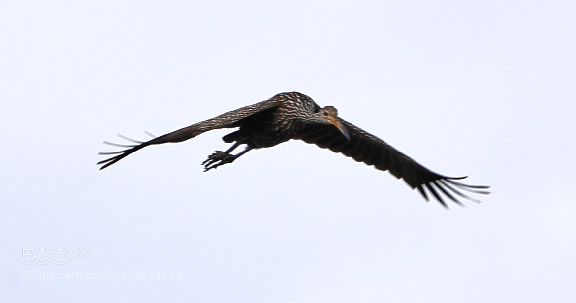 Canon EOS-1D X Mark II sample photo. 05-25-18-0019649.jpg photography