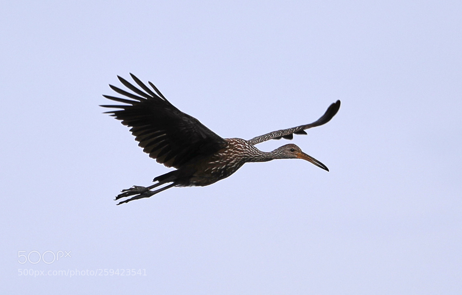 Canon EOS-1D X Mark II sample photo. 05-25-18-0019648.jpg photography