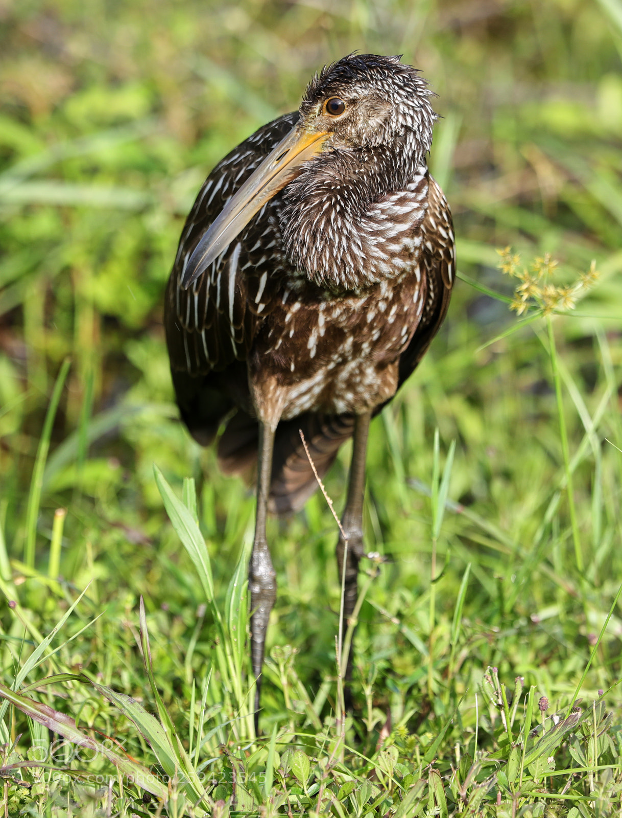 Canon EOS-1D X Mark II sample photo. 05-25-18-0019644.jpg photography