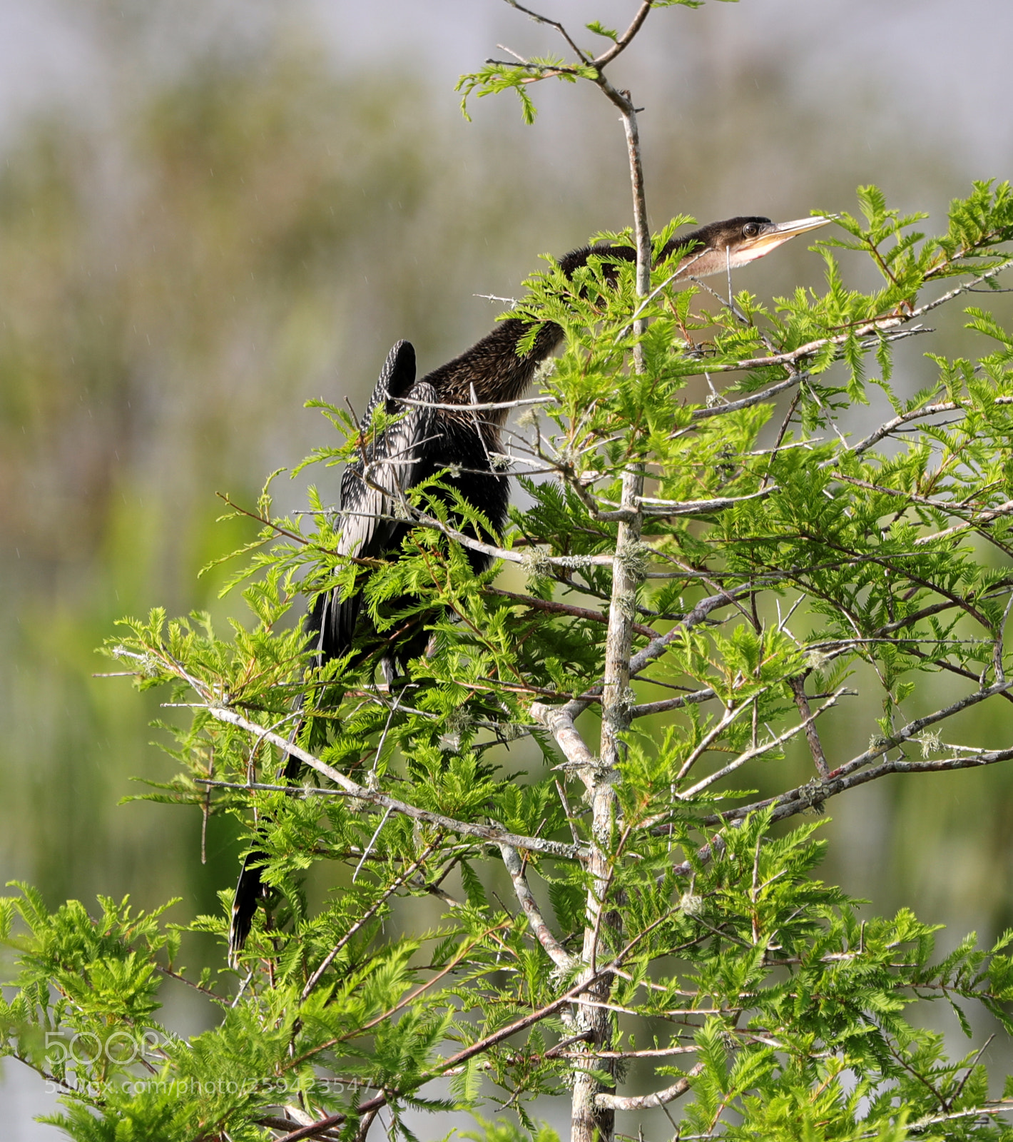 Canon EOS-1D X Mark II sample photo. 05-25-18-0019642.jpg photography