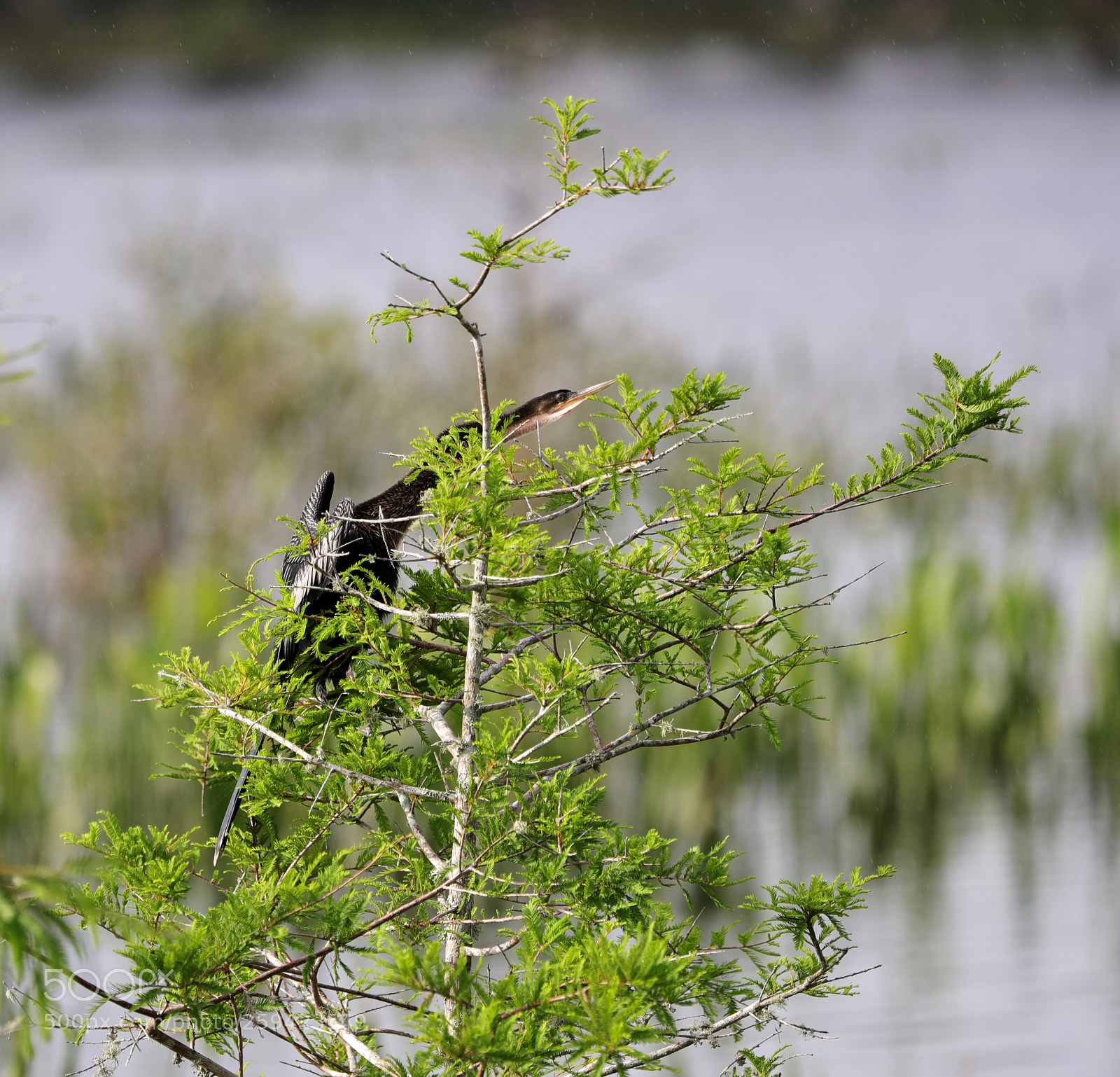 Canon EOS-1D X Mark II sample photo. 05-25-18-0019641.jpg photography