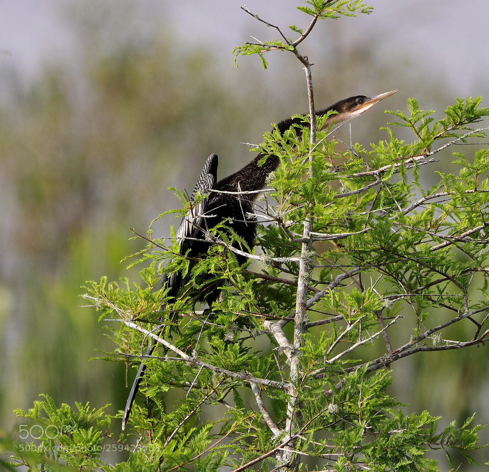 Canon EOS-1D X Mark II sample photo. 05-25-18-0019640.jpg photography