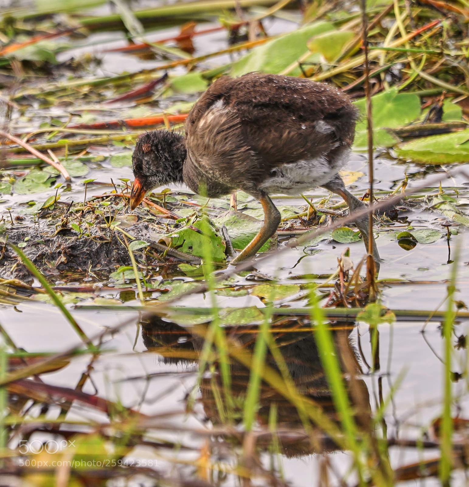 Canon EOS-1D X Mark II sample photo. 05-25-18-0019629.jpg photography