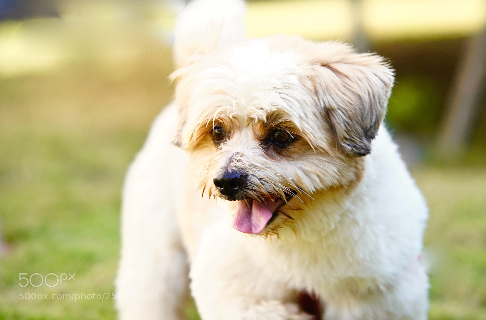 Sony a7 III sample photo. My lovely dog photography
