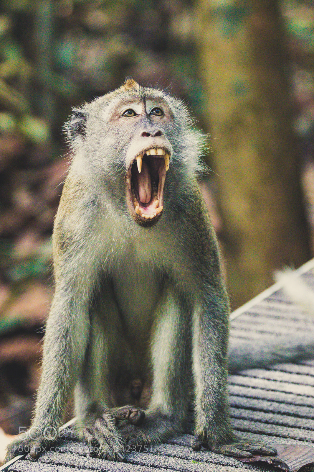 Canon EOS 80D sample photo. Good ol yawn photography