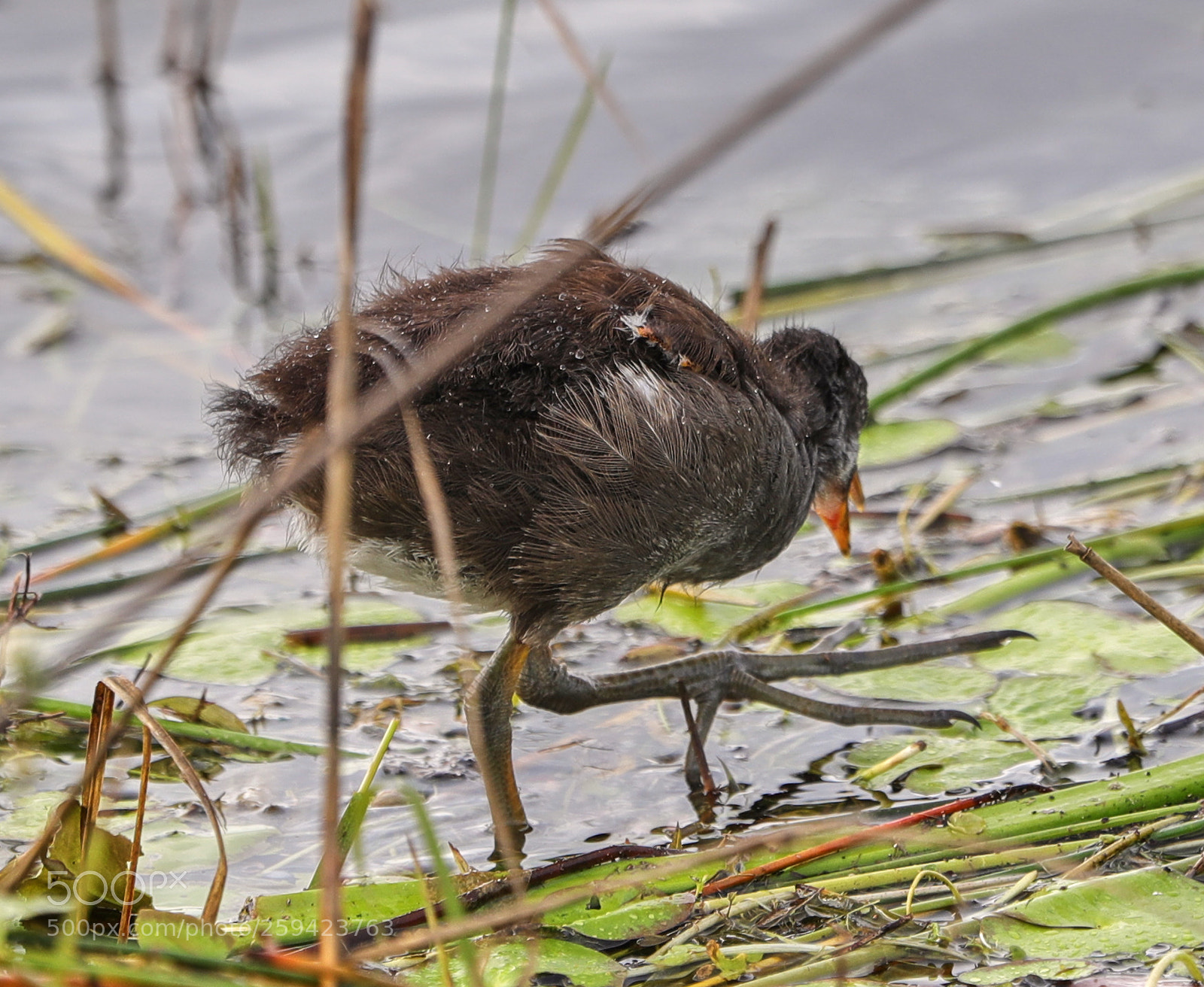 Canon EOS-1D X Mark II sample photo. 05-25-18-0019628.jpg photography