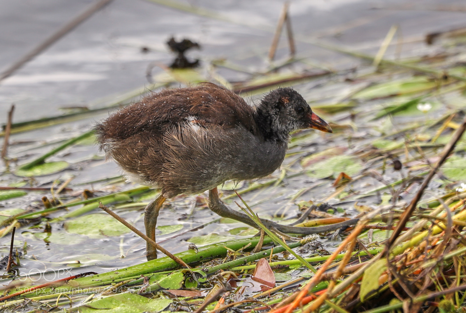 Canon EOS-1D X Mark II sample photo. 05-25-18-0019626.jpg photography