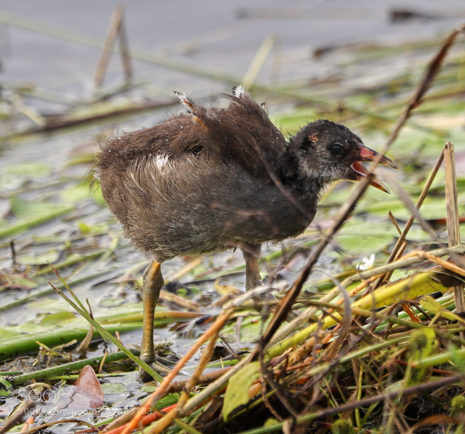 Canon EOS-1D X Mark II sample photo. 05-25-18-0019624.jpg photography