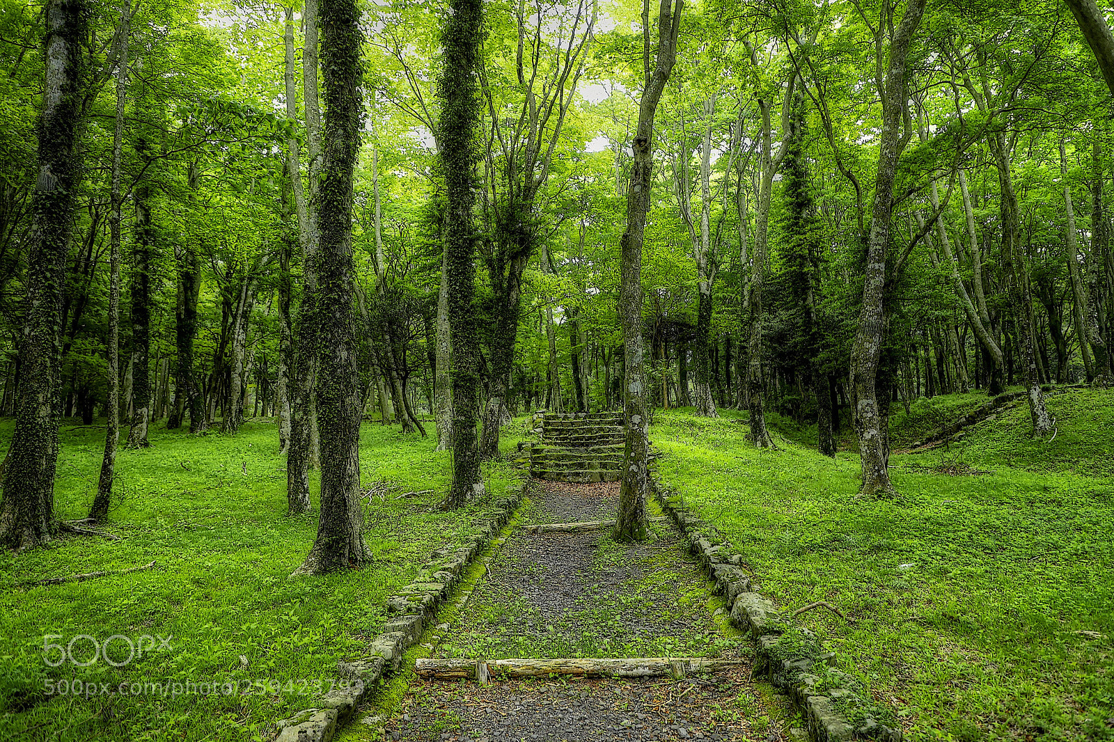 Canon EOS 6D Mark II sample photo. The woods photography