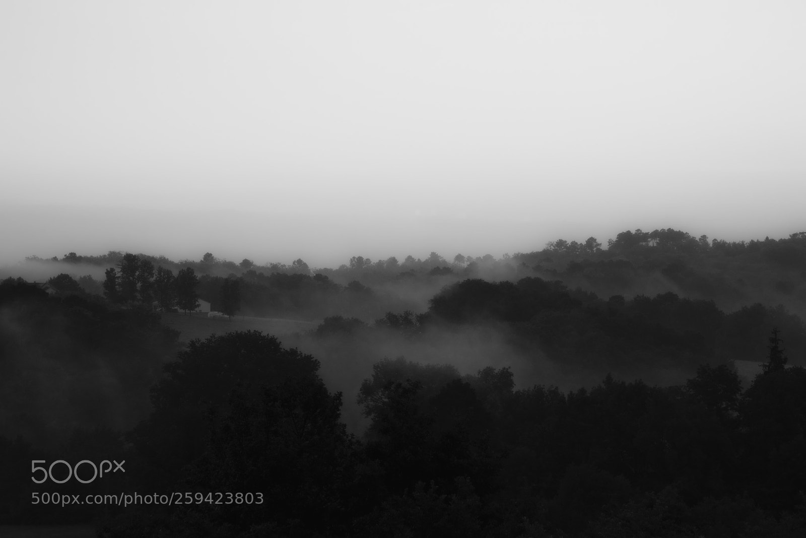 Nikon D750 sample photo. Impressions of mist photography
