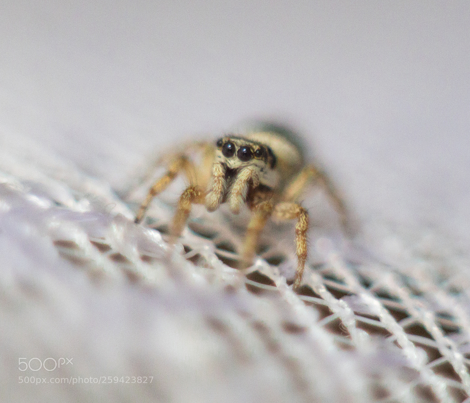 Canon EOS 1300D (EOS Rebel T6 / EOS Kiss X80) sample photo. The spider photography