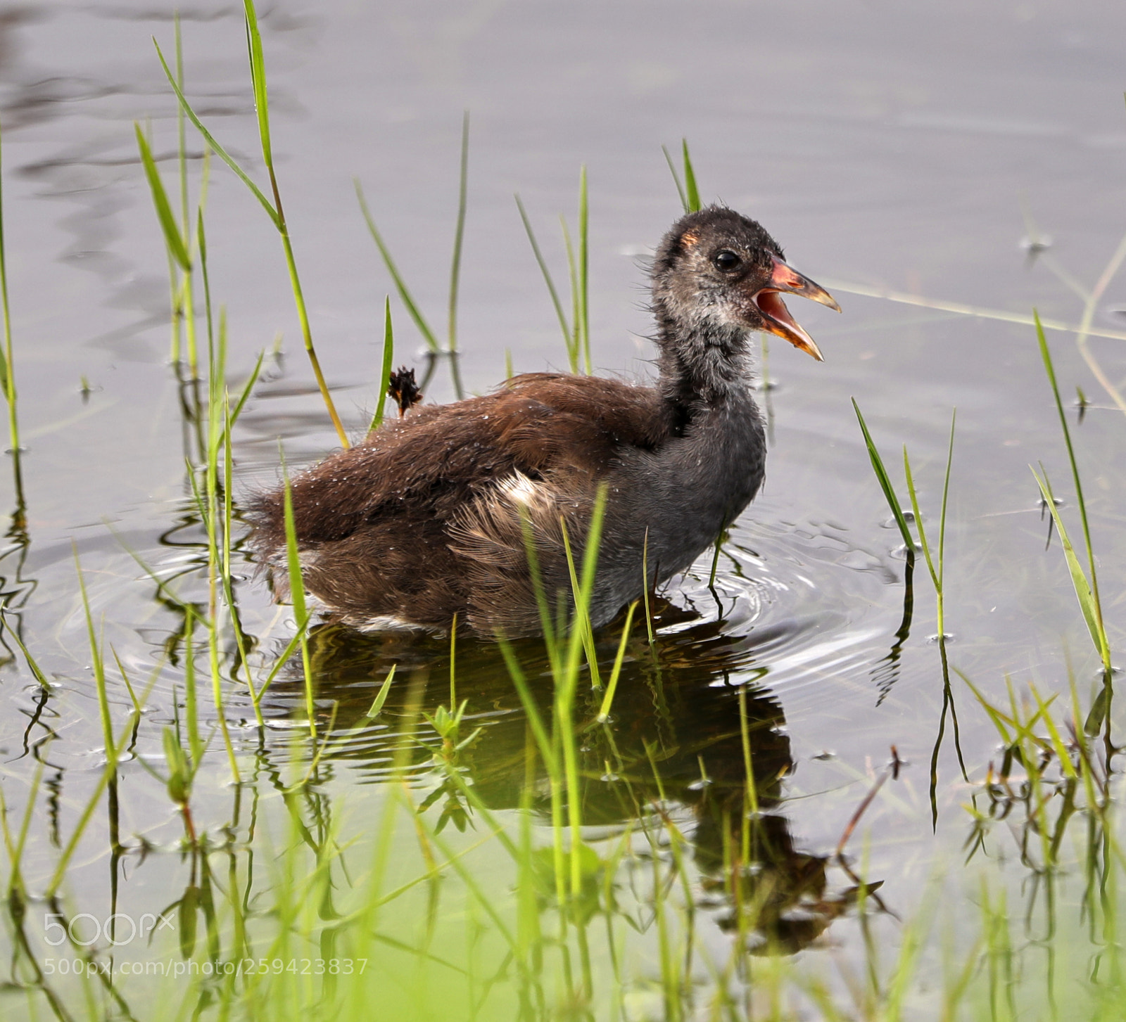 Canon EOS-1D X Mark II sample photo. 05-25-18-0019617.jpg photography