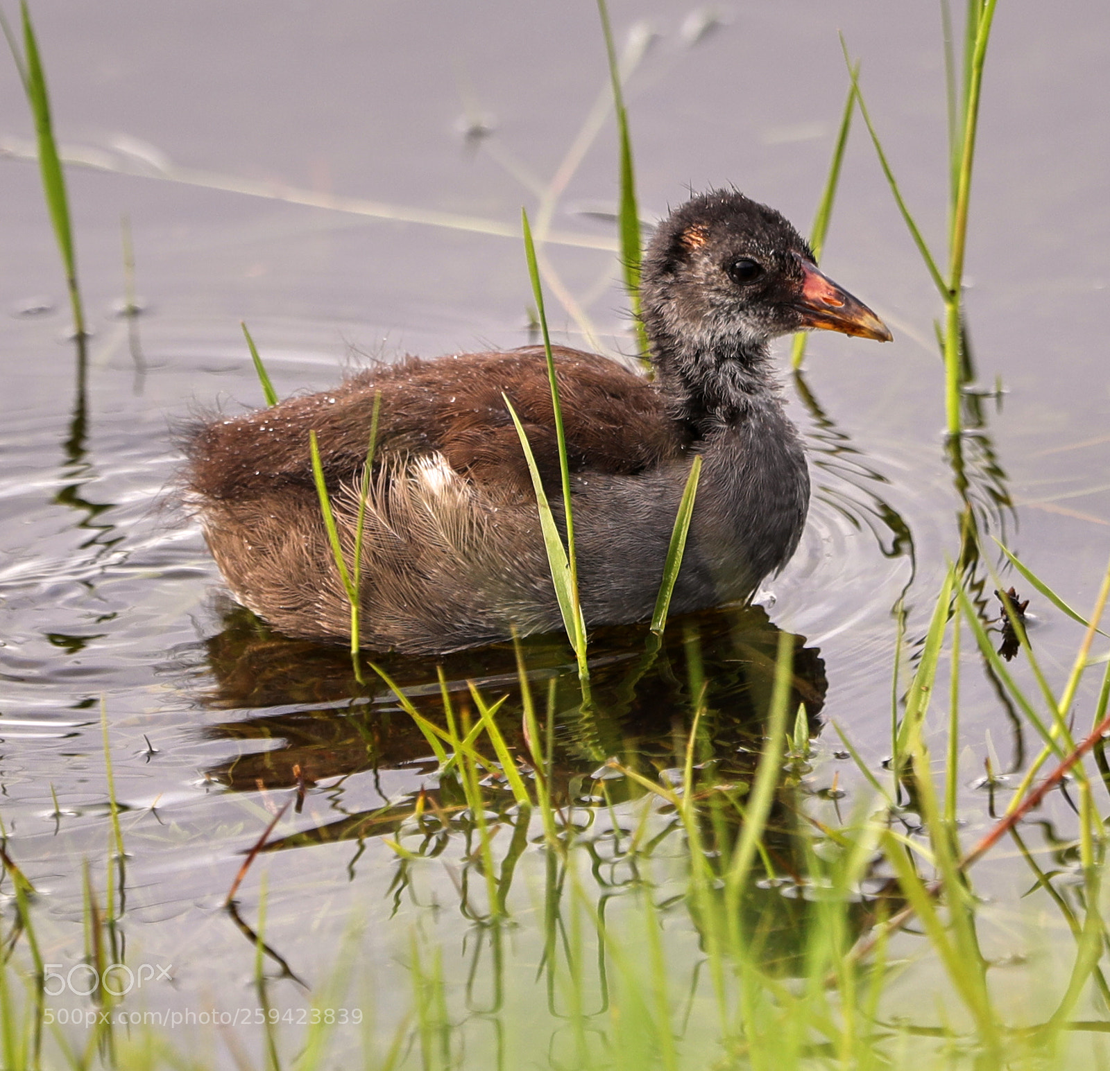 Canon EOS-1D X Mark II sample photo. 05-25-18-0019616.jpg photography