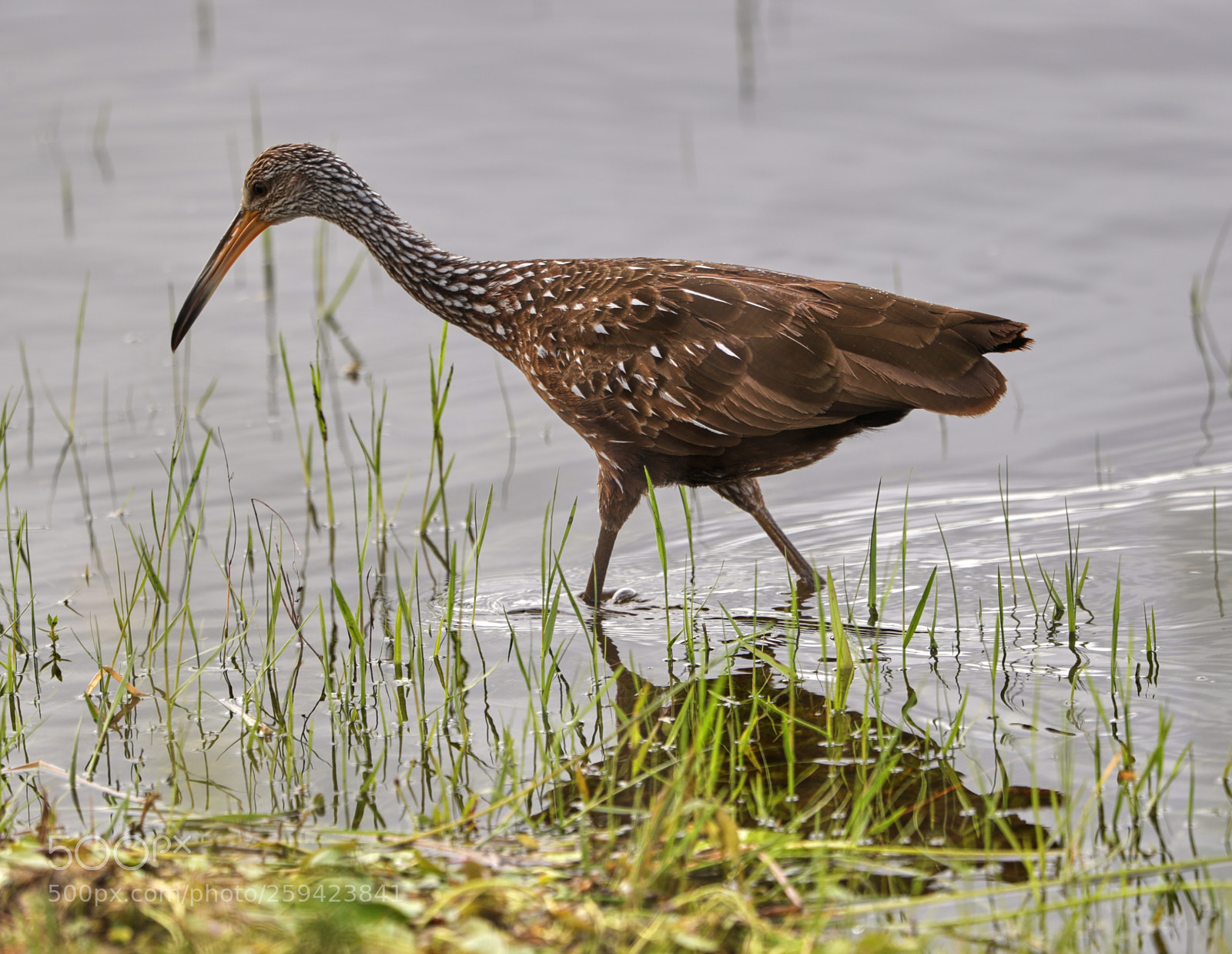 Canon EOS-1D X Mark II sample photo. 05-25-18-0019614.jpg photography