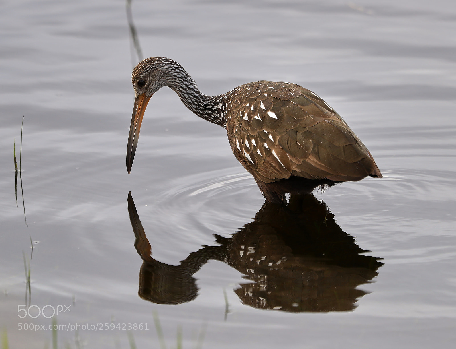 Canon EOS-1D X Mark II sample photo. 05-25-18-0019613.jpg photography
