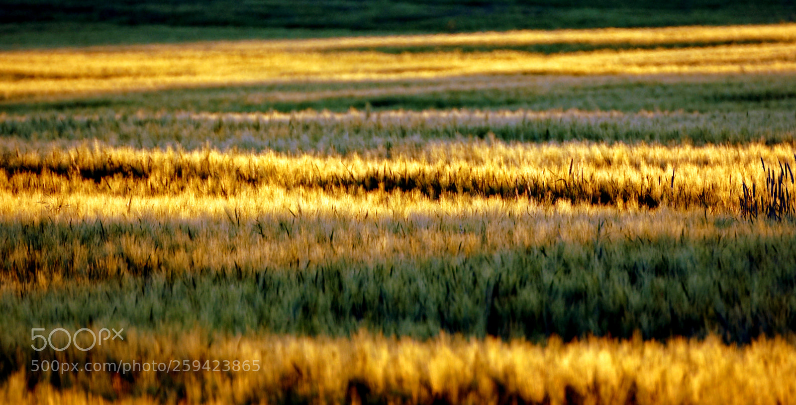 Sony SLT-A68 sample photo. Field of gold photography