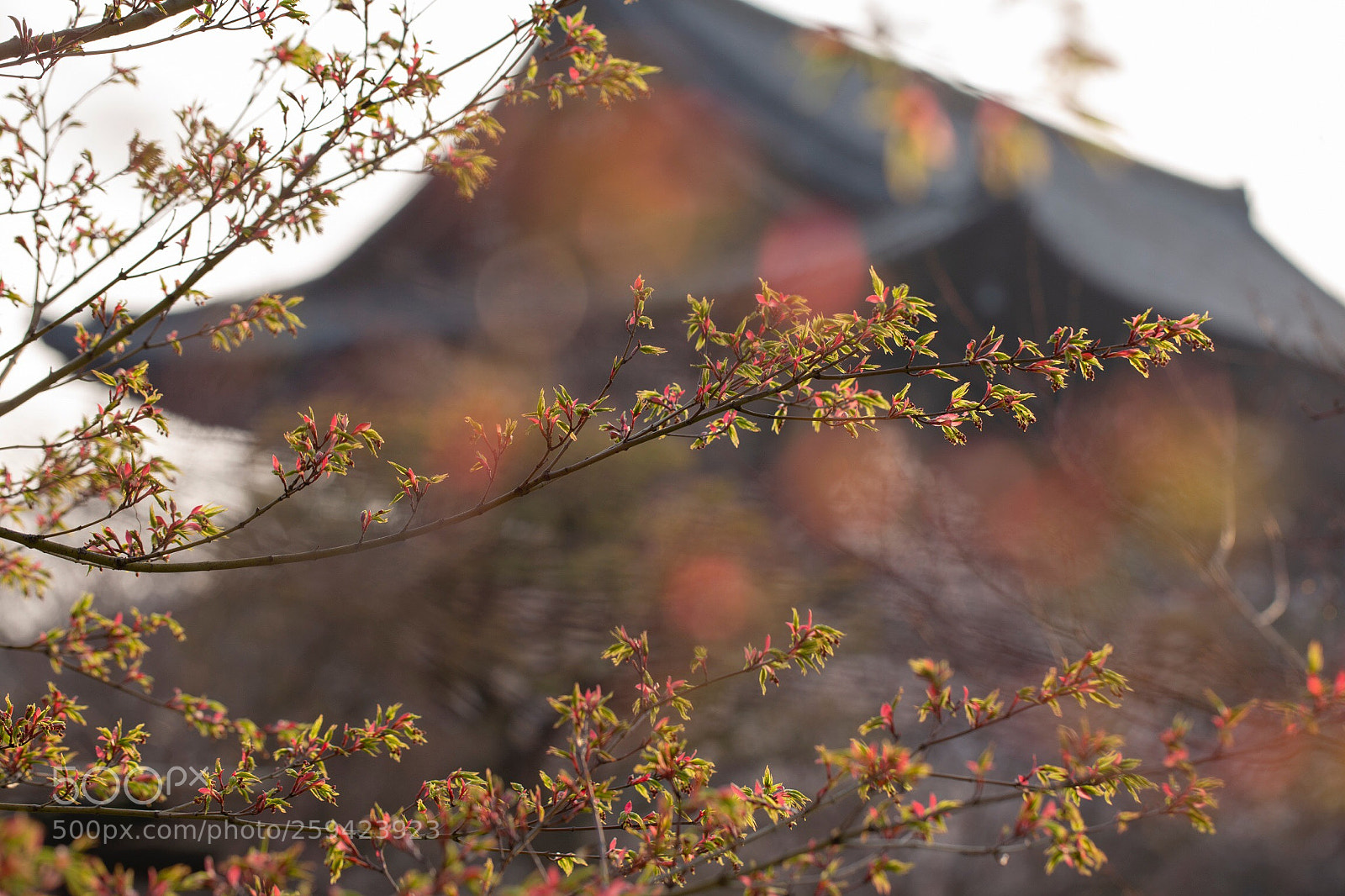 Canon EOS 6D sample photo. Touji, kyoto photography