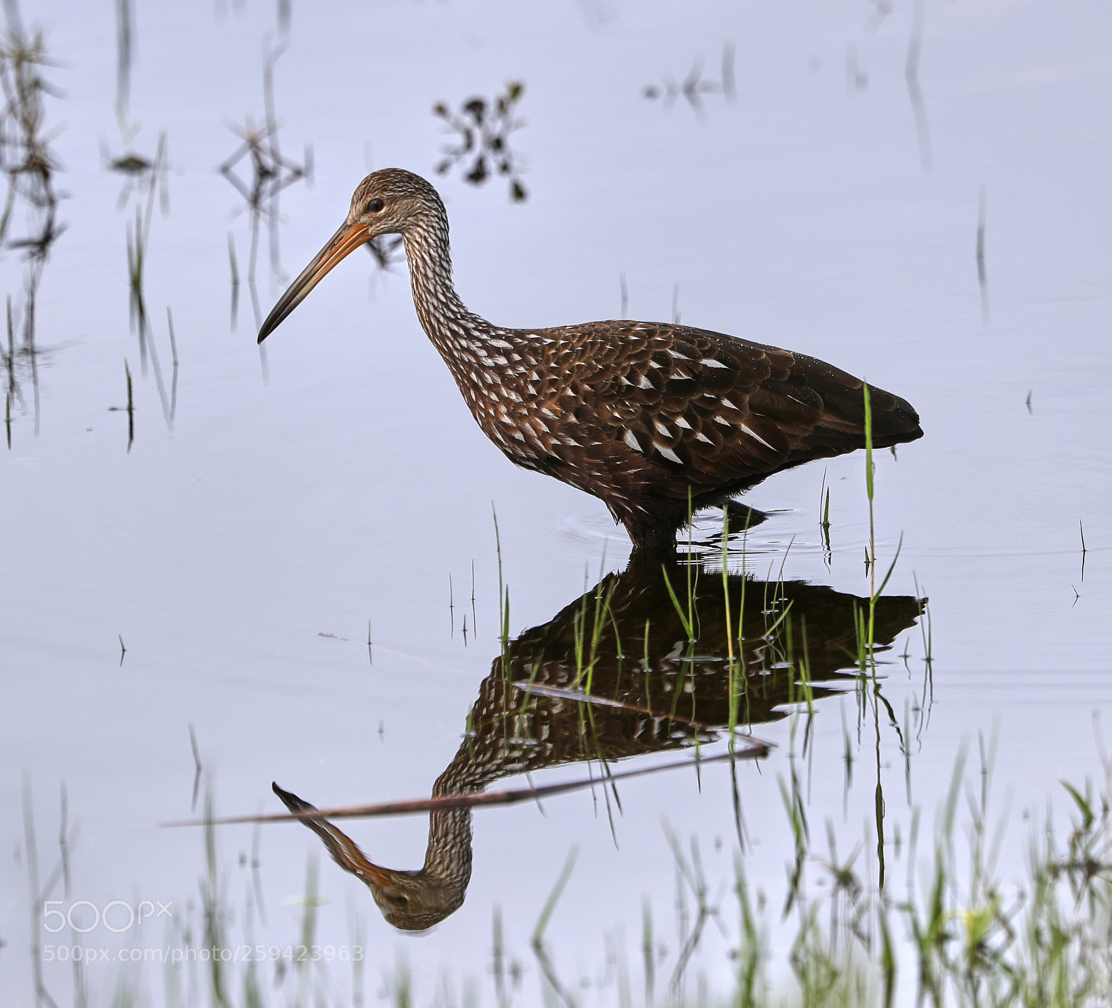 Canon EOS-1D X Mark II sample photo. 05-25-18-0019610.jpg photography