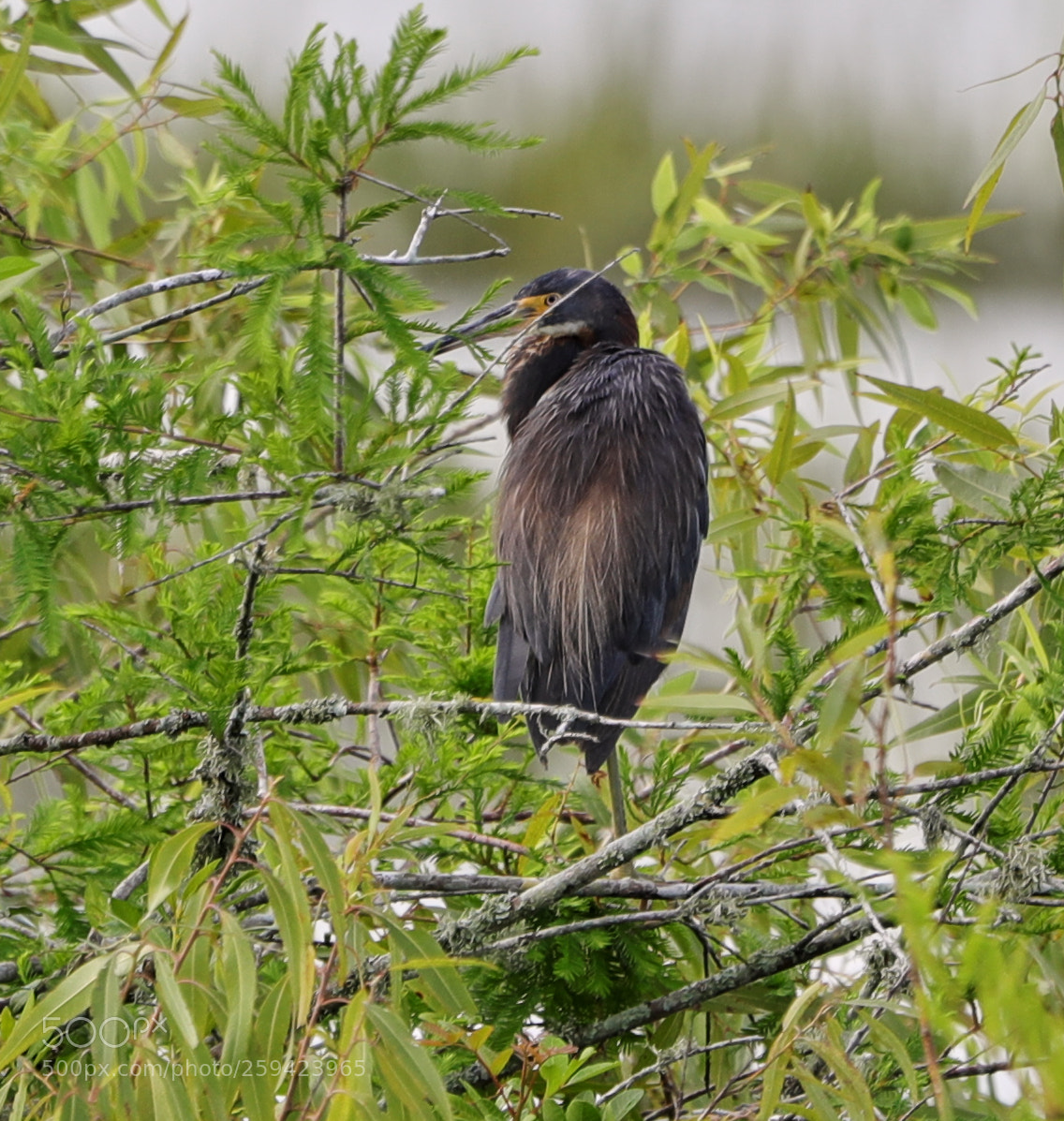 Canon EOS-1D X Mark II sample photo. 05-25-18-0019607.jpg photography