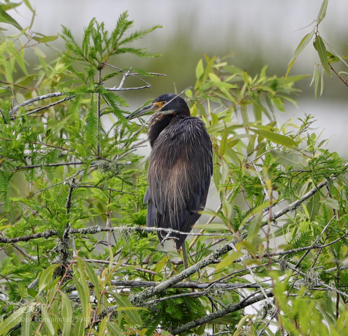 Canon EOS-1D X Mark II sample photo. 05-25-18-0019606.jpg photography